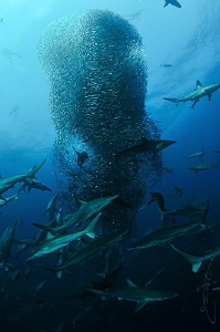 ~ Blue Vortex ~
In 2013, it was documented for the first... by Geo Cloete 